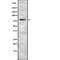 Metal Regulatory Transcription Factor 1 antibody, abx216963, Abbexa, Western Blot image 