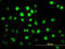 PBX Homeobox 2 antibody, LS-C197848, Lifespan Biosciences, Immunofluorescence image 
