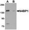 NEDD4 Binding Protein 1 antibody, orb75565, Biorbyt, Western Blot image 