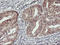 Holocarboxylase Synthetase antibody, LS-C173805, Lifespan Biosciences, Immunohistochemistry frozen image 
