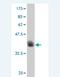 SRY-Box 8 antibody, H00030812-M02, Novus Biologicals, Western Blot image 