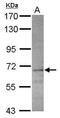Copine 4 antibody, PA5-31532, Invitrogen Antibodies, Western Blot image 