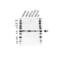 RB Binding Protein 7, Chromatin Remodeling Factor antibody, VPA00360, Bio-Rad (formerly AbD Serotec) , Western Blot image 