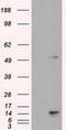 Transmembrane protein 100 antibody, TA500499, Origene, Western Blot image 