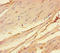 Cholinergic Receptor Nicotinic Alpha 1 Subunit antibody, LS-C317312, Lifespan Biosciences, Immunohistochemistry paraffin image 