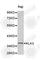 Kallikrein Related Peptidase 3 antibody, A1200, ABclonal Technology, Western Blot image 