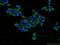 Fibrinogen Gamma Chain antibody, 66158-1-Ig, Proteintech Group, Immunofluorescence image 