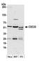 Cell Division Cycle 20 antibody, A301-180A, Bethyl Labs, Western Blot image 