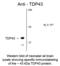 TAR DNA Binding Protein antibody, 50-145, ProSci, Western Blot image 