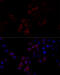 Filamin A antibody, 13-324, ProSci, Immunofluorescence image 