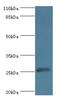 MOB Kinase Activator 1B antibody, A56110-100, Epigentek, Western Blot image 