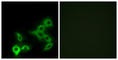 BG37 antibody, abx015316, Abbexa, Western Blot image 