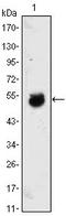 Bone Morphogenetic Protein 4 antibody, AM06396SU-N, Origene, Western Blot image 