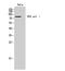 DNA Polymerase Iota antibody, STJ92742, St John