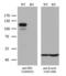 RB Transcriptional Corepressor 1 antibody, LS-C793919, Lifespan Biosciences, Western Blot image 