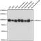 AFG3 Like Matrix AAA Peptidase Subunit 2 antibody, LS-C750363, Lifespan Biosciences, Western Blot image 