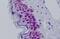 Actin Like 6A antibody, MBS248956, MyBioSource, Immunohistochemistry paraffin image 