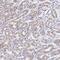 Zinc Finger Protein 526 antibody, PA5-54686, Invitrogen Antibodies, Immunohistochemistry frozen image 