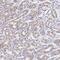 Zinc Finger Protein 526 antibody, PA5-54686, Invitrogen Antibodies, Immunohistochemistry frozen image 