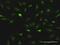 ESF1 Nucleolar Pre-RRNA Processing Protein Homolog antibody, H00051575-D01P, Novus Biologicals, Immunofluorescence image 