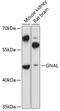 G Protein Subunit Alpha L antibody, 14-675, ProSci, Western Blot image 