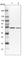 Glutaminyl-tRNA synthase-like protein 1 antibody, HPA029585, Atlas Antibodies, Western Blot image 