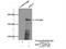 Kinesin Family Member 17 antibody, 14615-1-AP, Proteintech Group, Immunoprecipitation image 