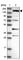 SH3 Domain And Tetratricopeptide Repeats 1 antibody, HPA038132, Atlas Antibodies, Western Blot image 