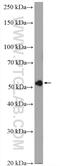 Regulator Of Chromosome Condensation 2 antibody, 16755-1-AP, Proteintech Group, Western Blot image 