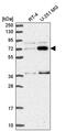 Zinc Finger Protein 800 antibody, PA5-65708, Invitrogen Antibodies, Western Blot image 