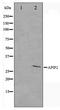 Apoptotic Peptidase Activating Factor 1 antibody, TA347342, Origene, Western Blot image 