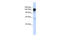 FGAM synthase antibody, 26-107, ProSci, Enzyme Linked Immunosorbent Assay image 