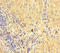 Protein canopy homolog 2 antibody, LS-C211753, Lifespan Biosciences, Immunohistochemistry paraffin image 