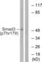 SMAD Family Member 3 antibody, PA5-38519, Invitrogen Antibodies, Western Blot image 