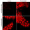 WASP Like Actin Nucleation Promoting Factor antibody, WP2601, ECM Biosciences, Immunocytochemistry image 