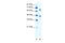 RRN3 Homolog, RNA Polymerase I Transcription Factor antibody, 28-099, ProSci, Western Blot image 