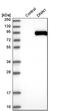 Dynein Axonemal Intermediate Chain 1 antibody, PA5-54482, Invitrogen Antibodies, Western Blot image 