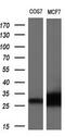 Neurotrophin 4 antibody, M06935, Boster Biological Technology, Western Blot image 