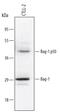 BCL2 Associated Athanogene 1 antibody, AF815, R&D Systems, Western Blot image 