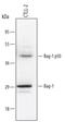 BAG1L-Specific antibody, AF815, R&D Systems, Western Blot image 