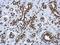 Histone Cluster 4 H4 antibody, NBP2-16848, Novus Biologicals, Immunohistochemistry paraffin image 