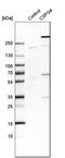 Chondroitin Sulfate Proteoglycan 4 antibody, HPA002951, Atlas Antibodies, Western Blot image 