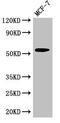LDM antibody, CSB-PA614993LA01HU, Cusabio, Western Blot image 