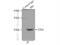 Sorcin antibody, 16471-1-AP, Proteintech Group, Immunoprecipitation image 