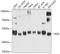 Acylglycerol Kinase antibody, GTX64463, GeneTex, Western Blot image 