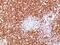 CD45RO antibody, NBP2-48464, Novus Biologicals, Immunohistochemistry paraffin image 