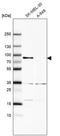 MX Dynamin Like GTPase 1 antibody, PA5-56590, Invitrogen Antibodies, Western Blot image 