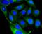 Glycogen Synthase Kinase 3 Beta antibody, 13-845, ProSci, Immunofluorescence image 
