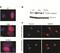 Nicotinamide mononucleotide adenylyltransferase 1 antibody, H00064802-B01P, Novus Biologicals, Immunocytochemistry image 