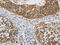 Cytoplasmic FMR1 Interacting Protein 2 antibody, CSB-PA072935, Cusabio, Immunohistochemistry paraffin image 